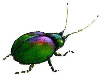 ilustracja dla dzieci - Robalek